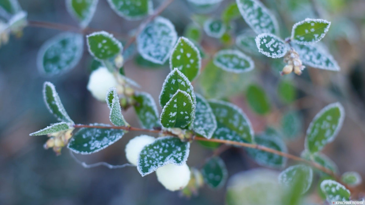     Заморозки   
Анна Рыжкова © ИА Красная Весна