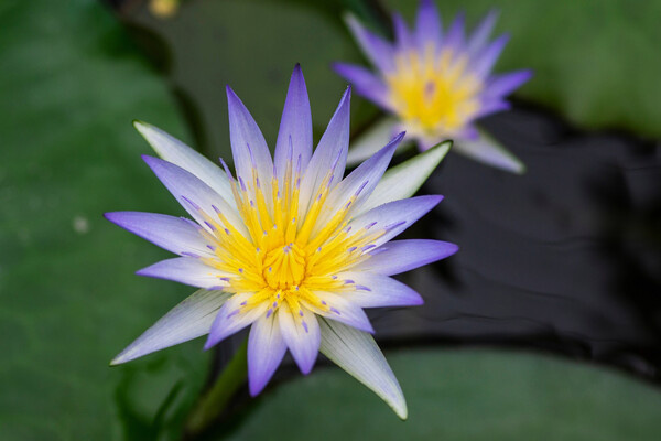 Iva Vagnerova/Shutterstock/FOTODOM   📷