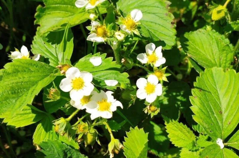 Всего грамм этой кислоты подарит богатый урожай клубники — проводим внекорневую подкормку