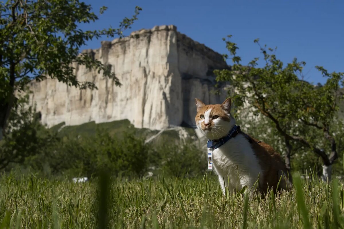 Горд, отважен, пушист - идеальное сочетание для покорителя вершин 