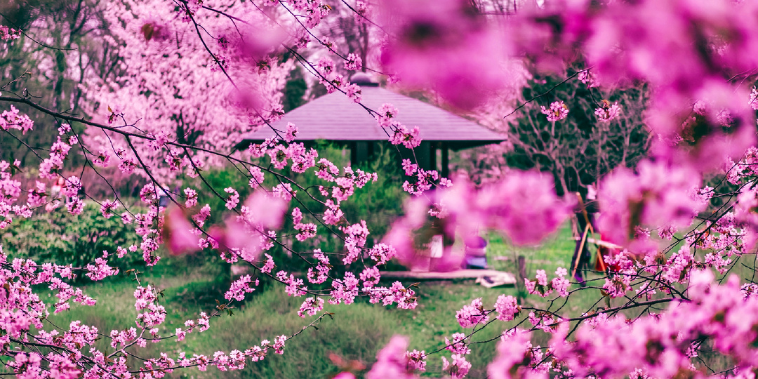 Москва зацветает: где искать самые красивые весенние локации
