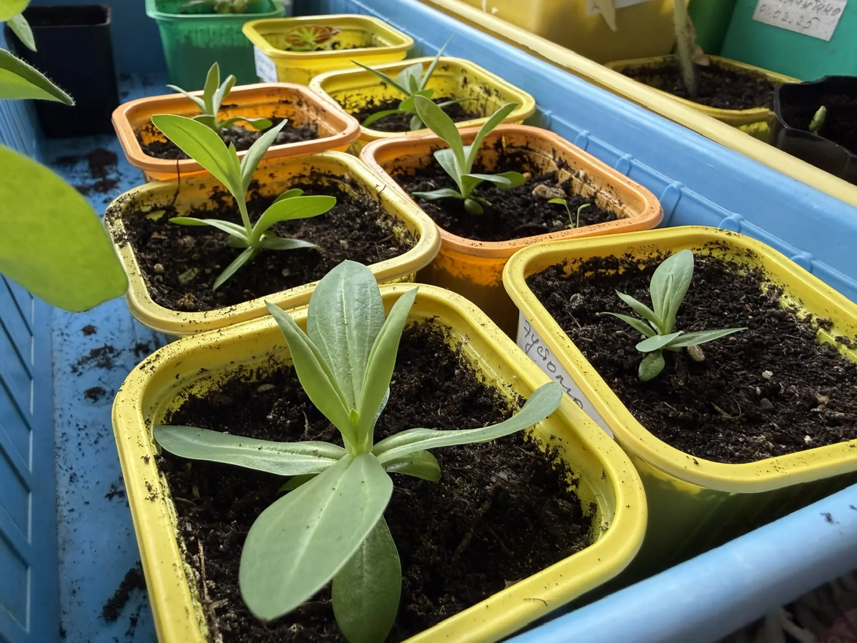 Рассада эустомы