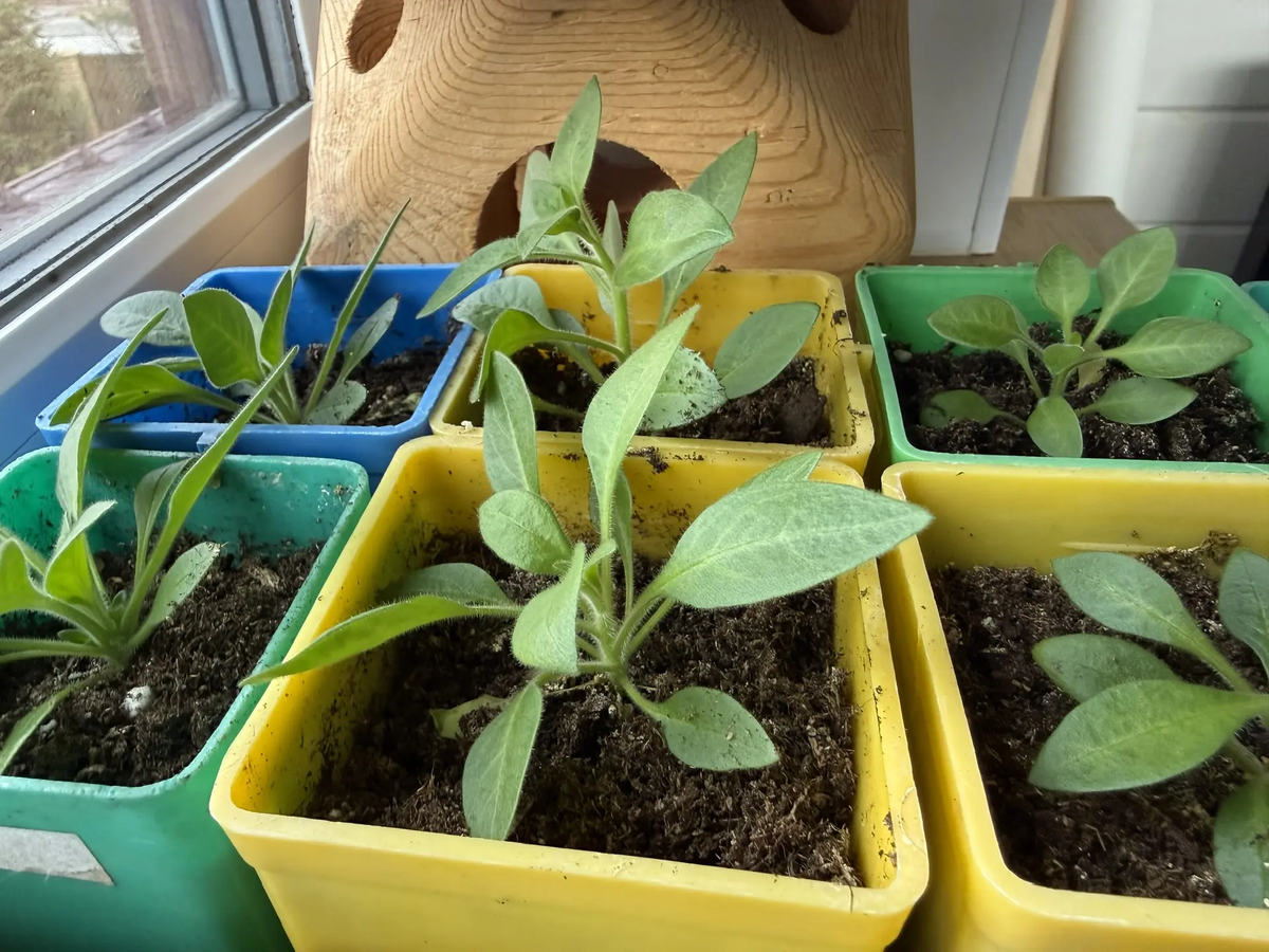 Петуния подрастает