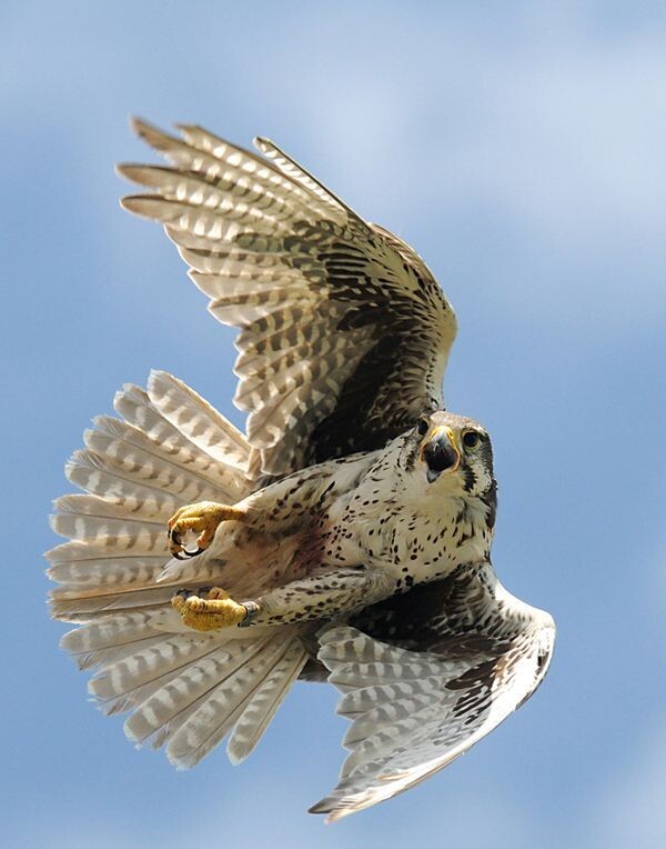 Сокол - рарог