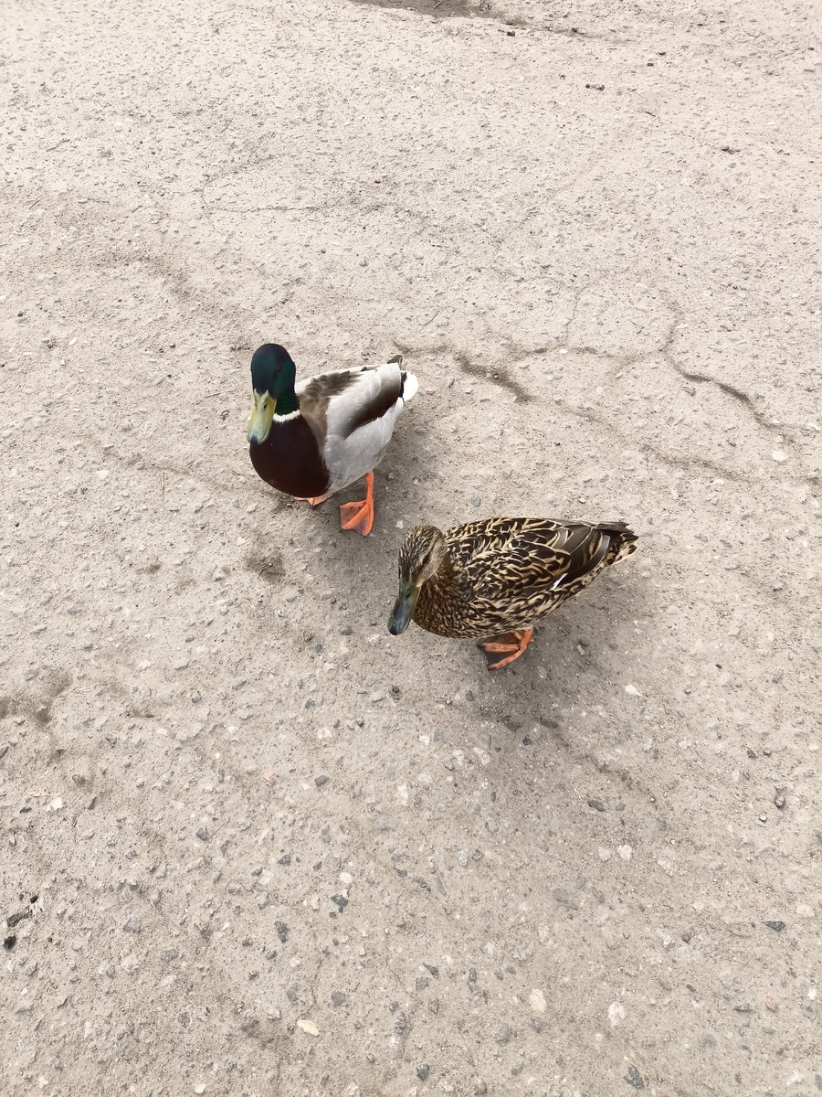 А вы заметили, что утки теперь не перелетные птицы? Не нужны им тёплые края, их и здесь неплохо кормят. Эта парочка попрошайничает в нашем дворе. 