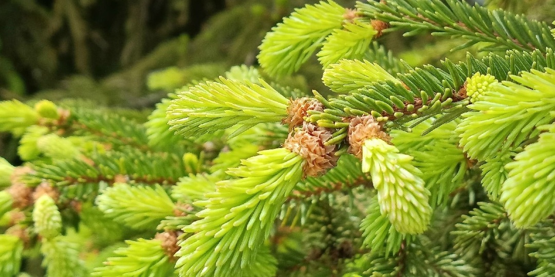 25 апреля в Курске волонтёры подарят жителям 5 тысяч молодых сосен