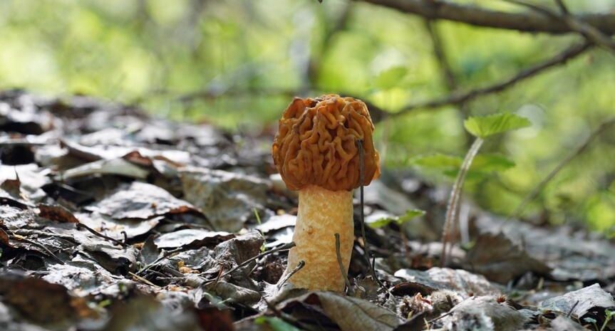    Dmitry29 / Фотобанк Лори