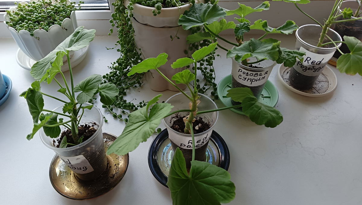 Черенки Пеларгонии 