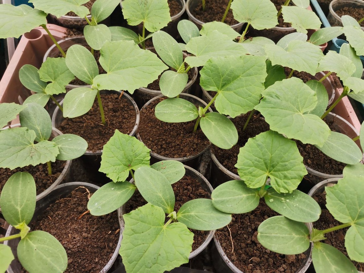 1 настоящий лист. 