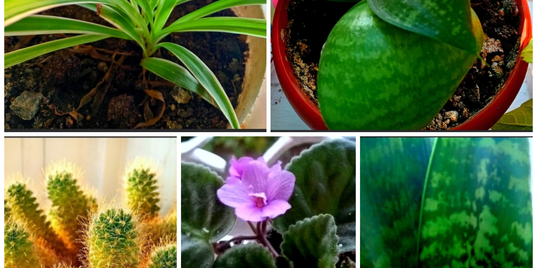 ПРАВИЛЬНОЕ РАСПОЛОЖЕНИЕ КОМНАТНЫХ РАСТЕНИЙ В ДОМЕ.