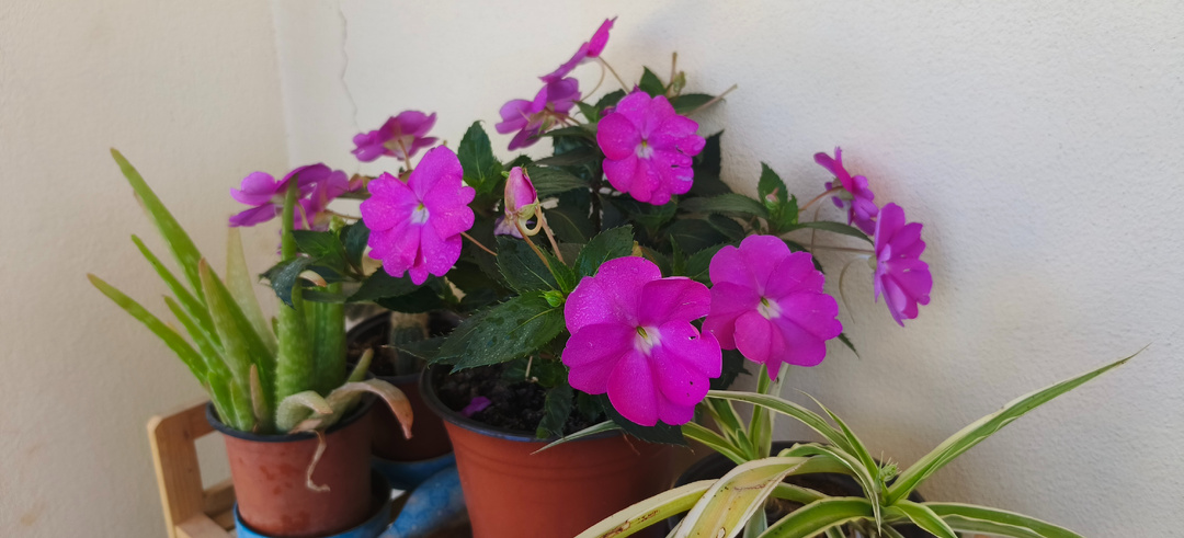 Показываю вчерашние цветочки