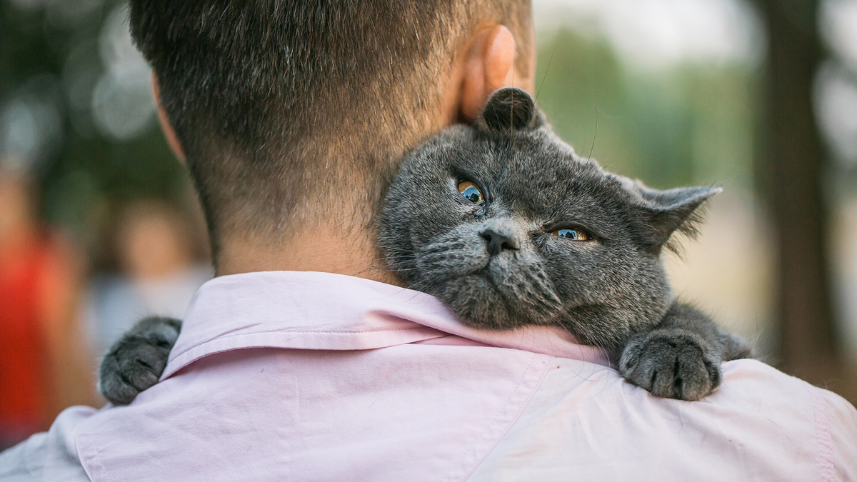 Кот