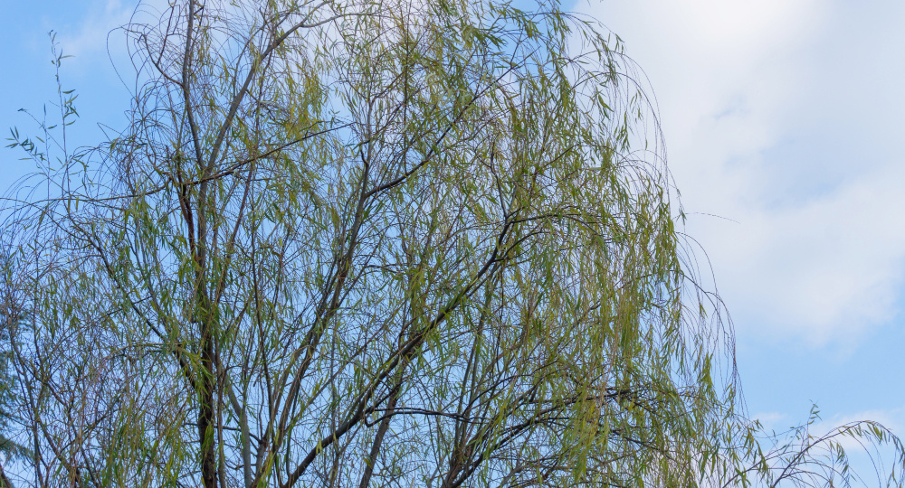 Воронежцев предупредили о сильном ветре 26 апреля