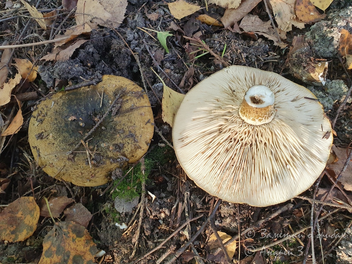 Груздь чёрный (Lactarius necator). Фото автора 10.09.2025