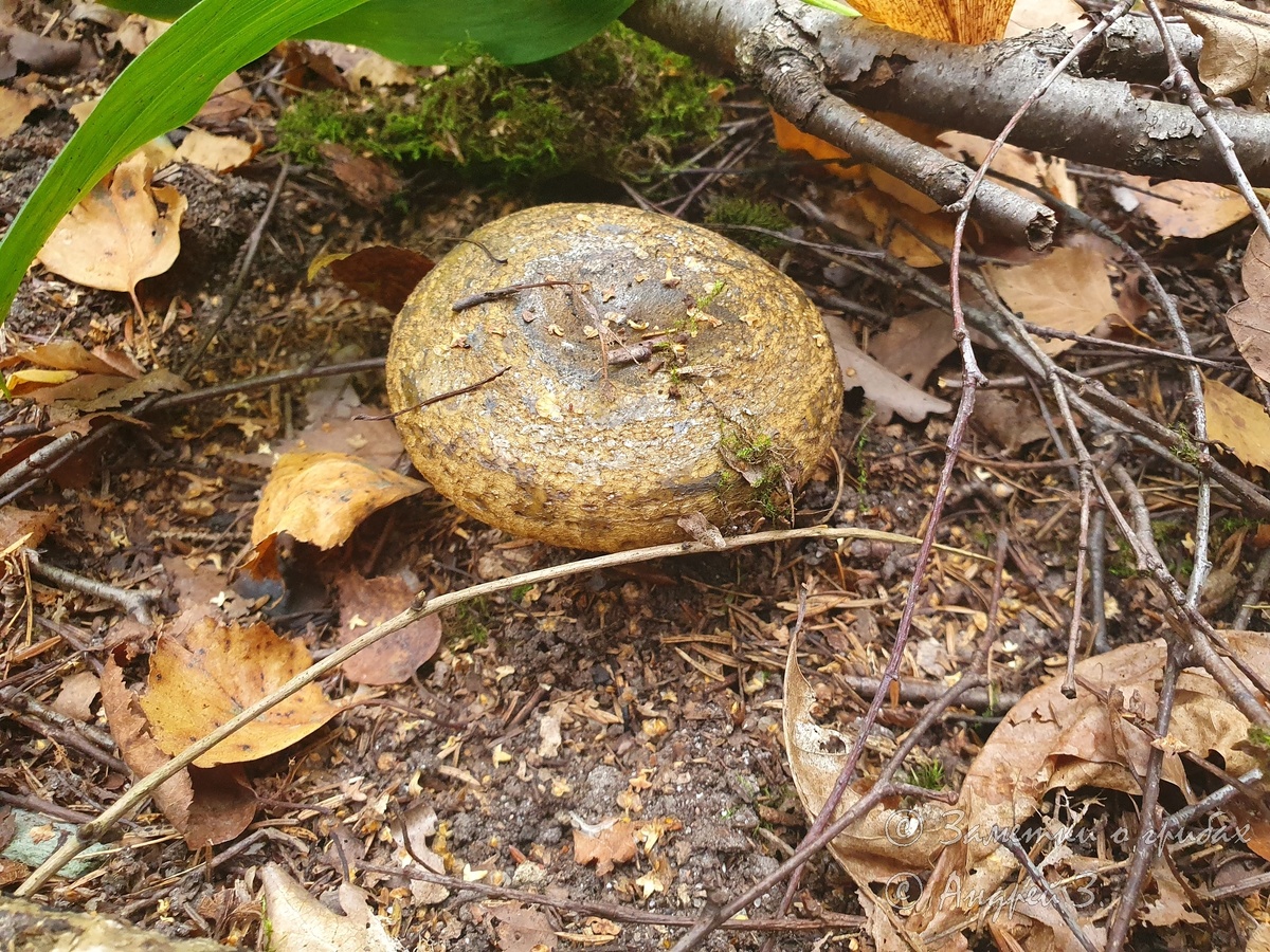 Груздь чёрный (Lactarius necator). Фото автора 13.09.2025
