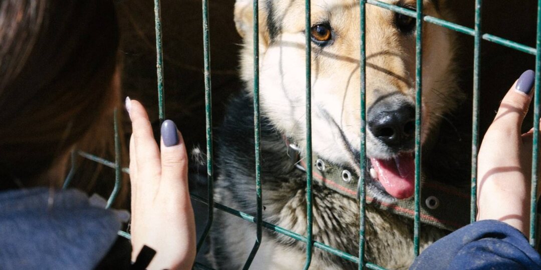 Международный день ветеринарного врача