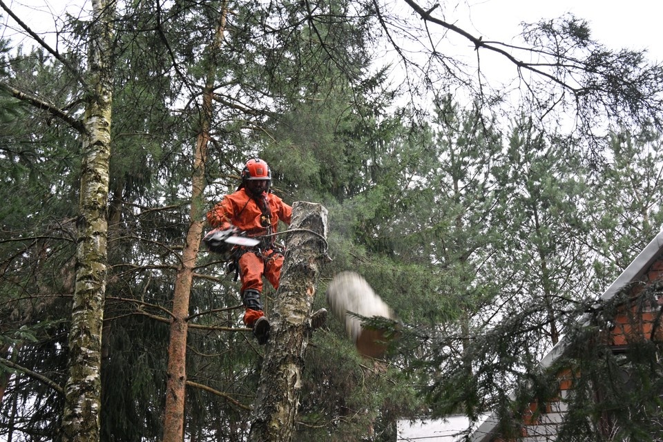    Сегодня на всей территории Оренбургской области действует бессрочный запрет на вырубку леса без официально оформленного разрешения. Владимир ВЕЛЕНГУРИН