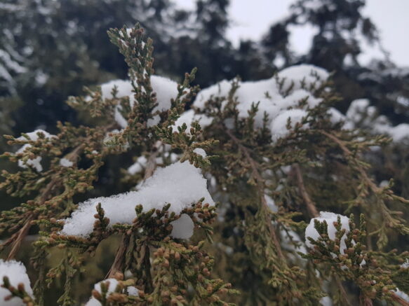    Элина Болдырева