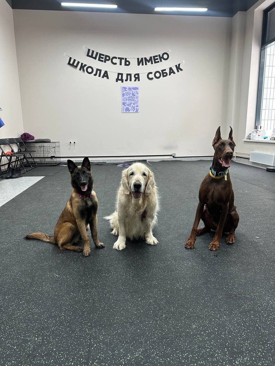 Источник изображения: sherst-imeu.ru