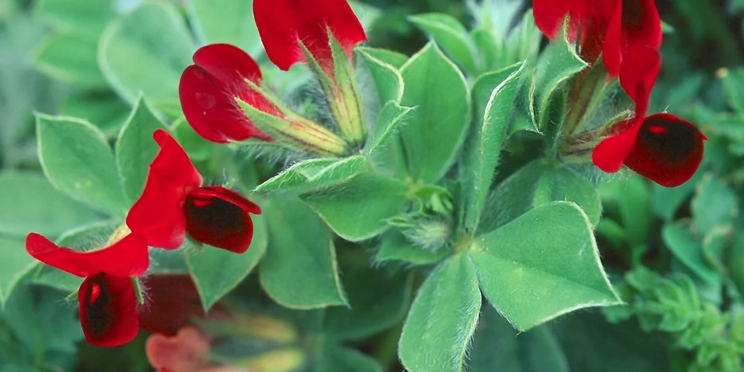 Четырехкрыльник пурпурный — как вырастить спаржевый горох у себя