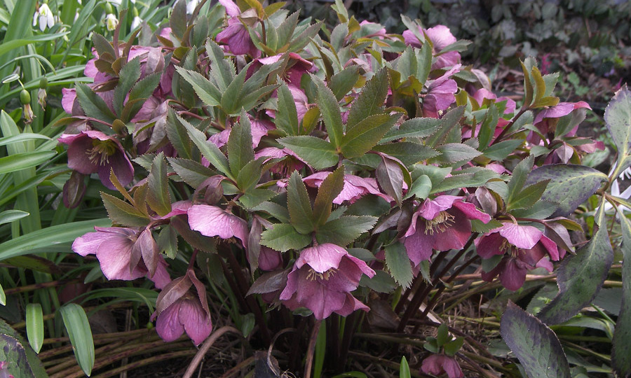 Морозник восточный (Helleborus orientalis Lam.)