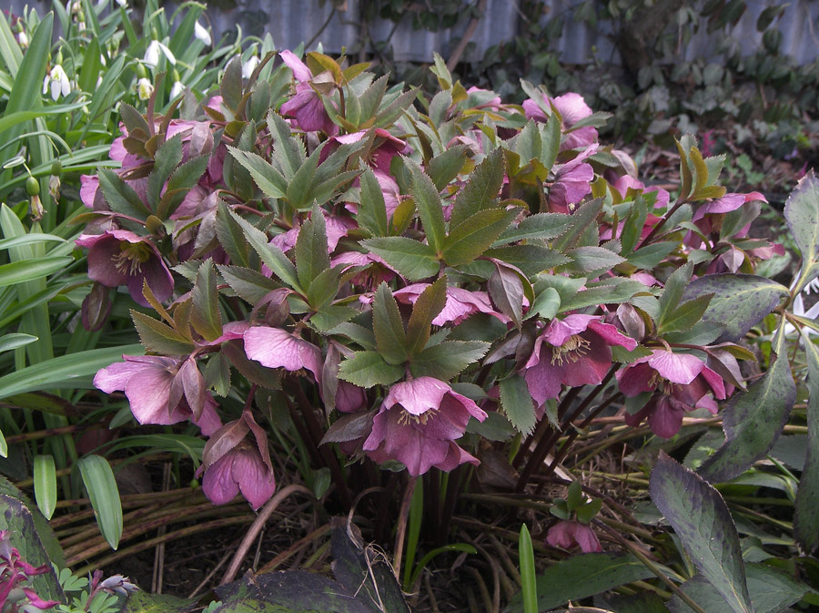 Морозник восточный (Helleborus orientalis Lam.) в моем саду.