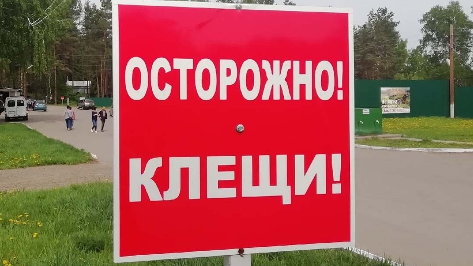 112 жителей Алтайского края за неделю пострадали от присасывания клещей