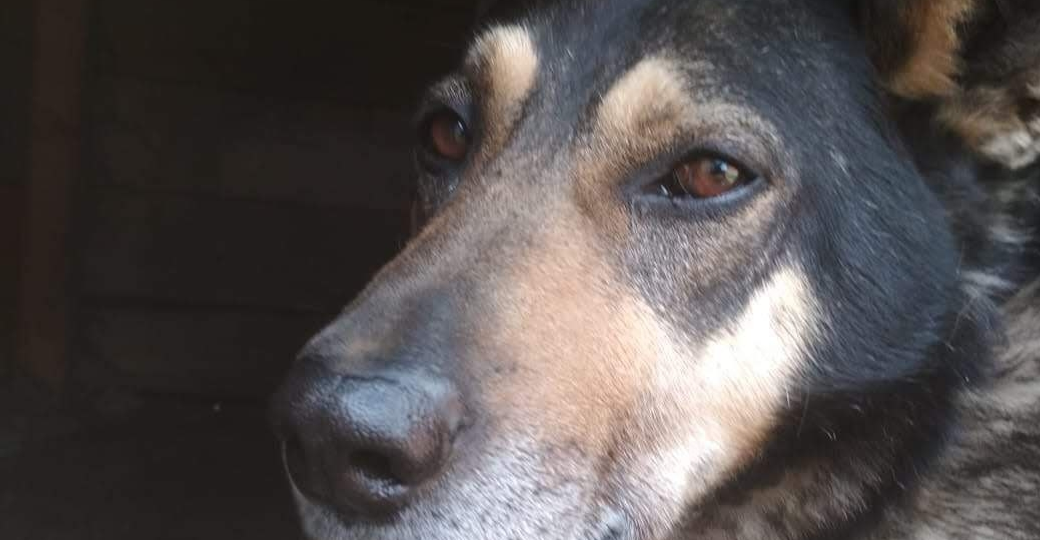 В Башкирии усилят заботу о животных