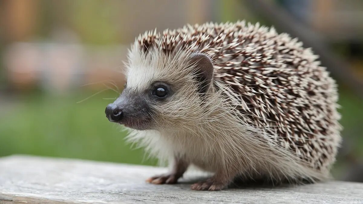    Источник: vm.ru/ Инна