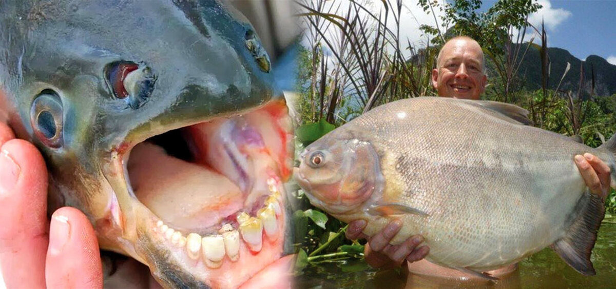 Зубы как у человека Источник: pikabu.ru