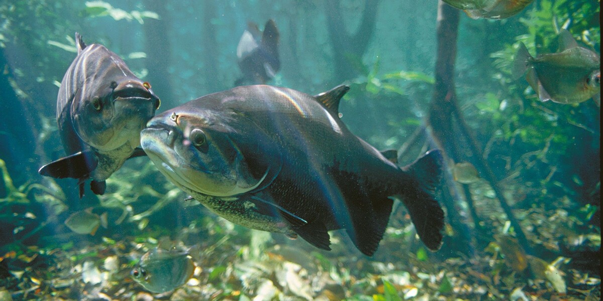 Источник: fishinfo.su