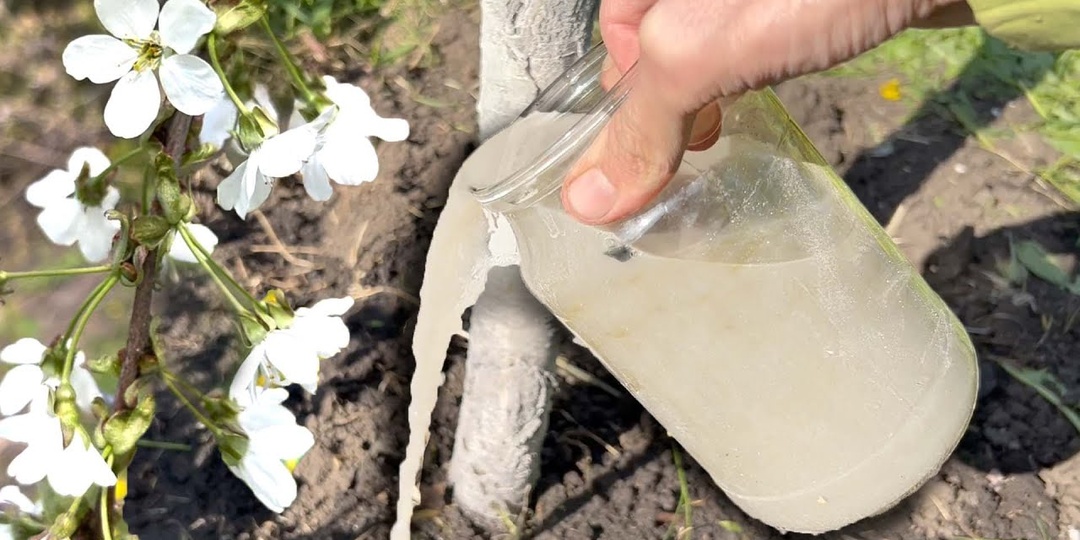 Слива и вишня: чем подкормить перед цветением, чтобы завязь не осыпалась?