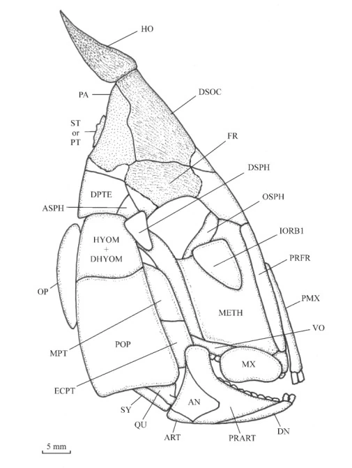 Реконструкция черепа конгопикнода из статьи-первоописания