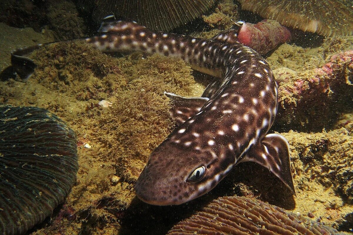 Фото с сайта: https://commons.wikimedia.org/wiki/File:Gaya_Catshark.jpg