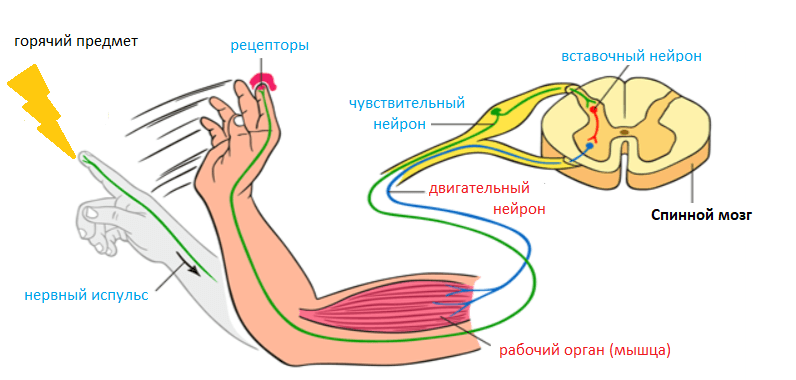 Схема рефлекторной дуги