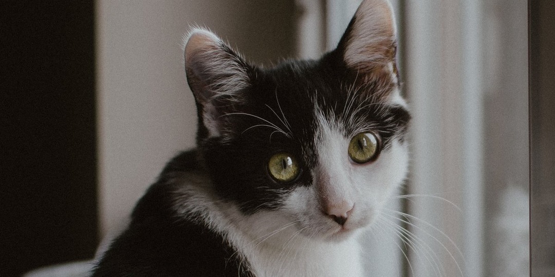 Ласковая кошка Боня ждет своего героя в пермском приюте