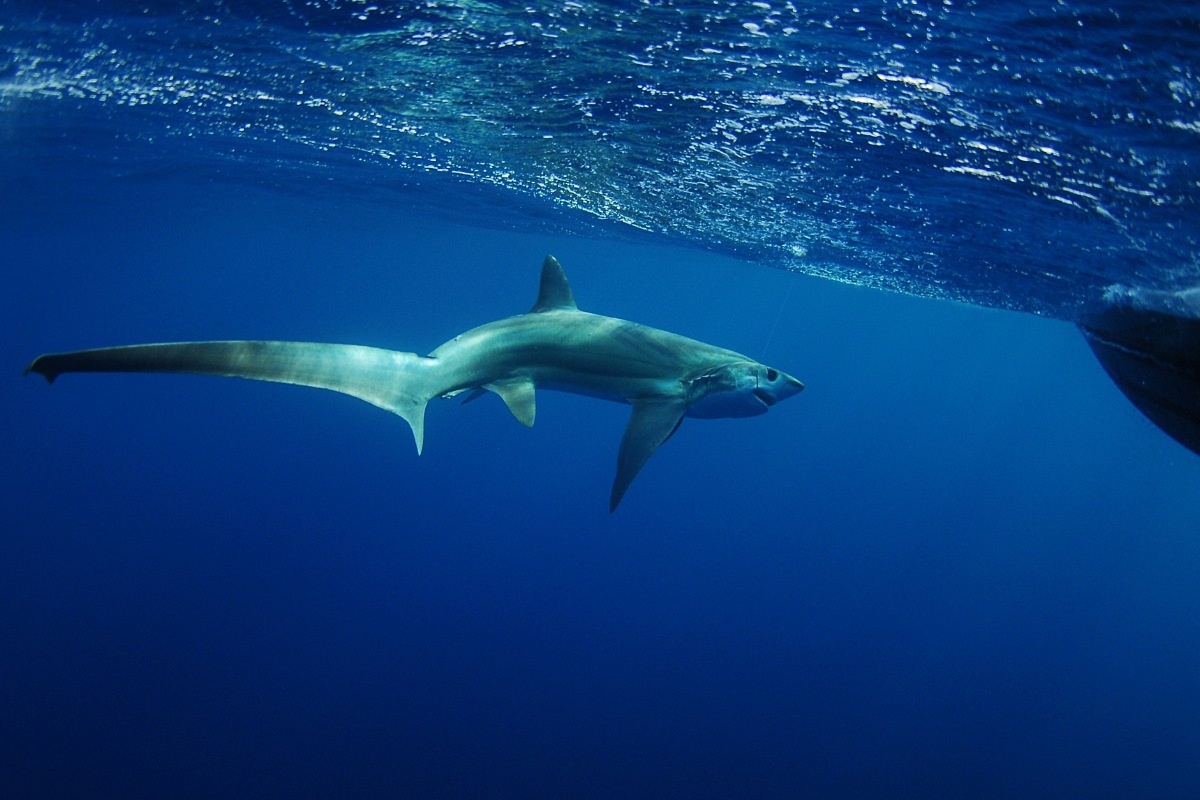 Фото с сайта: https://inivie.com/discover-bali/sharks-in-bali