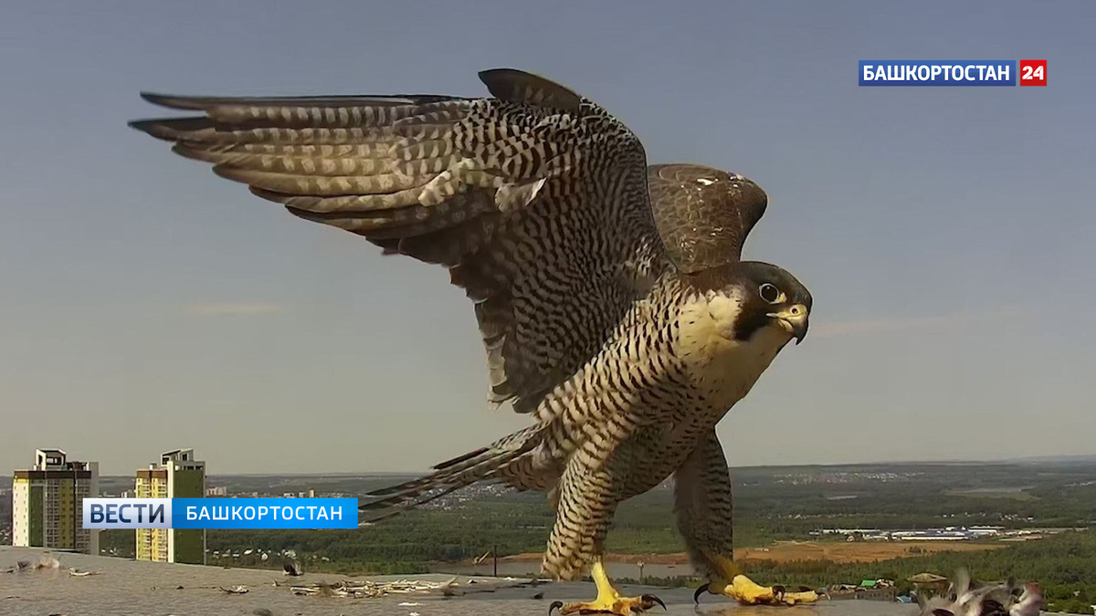    В Уфе началась онлайн-трансляция с места гнездования соколов-сапсанов