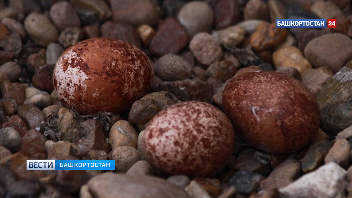    В Уфе началась онлайн-трансляция с места гнездования соколов-сапсанов