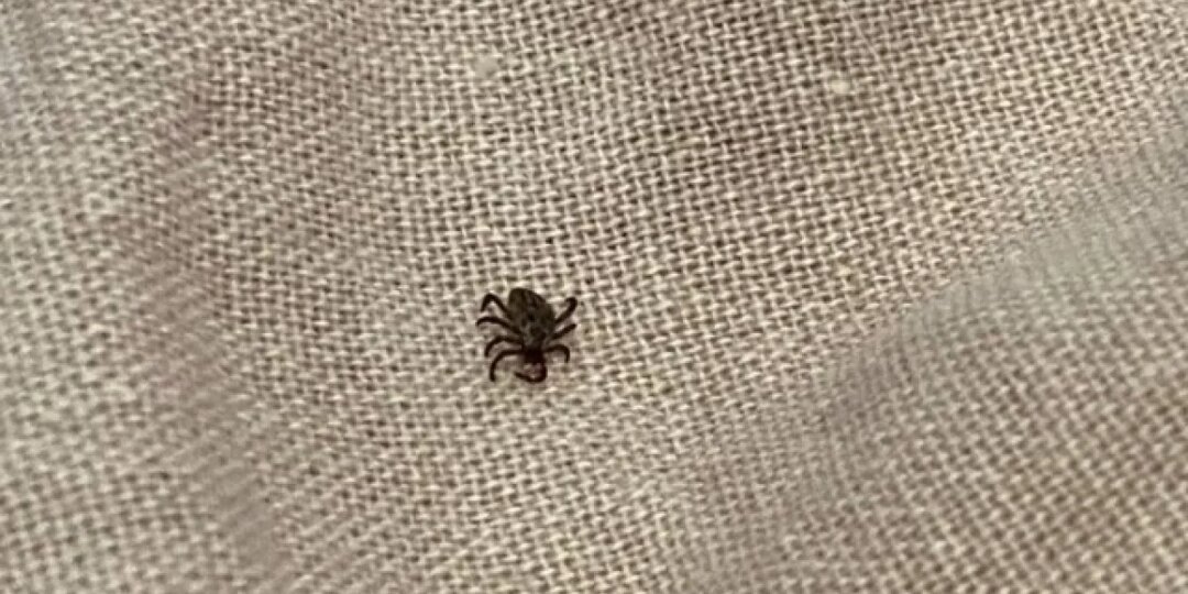 112 человек за неделю клещи покусали на Алтае