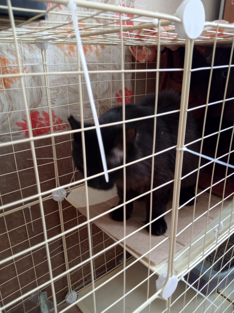 Скучно было котику сидеть в клетке. (Фото моё) 