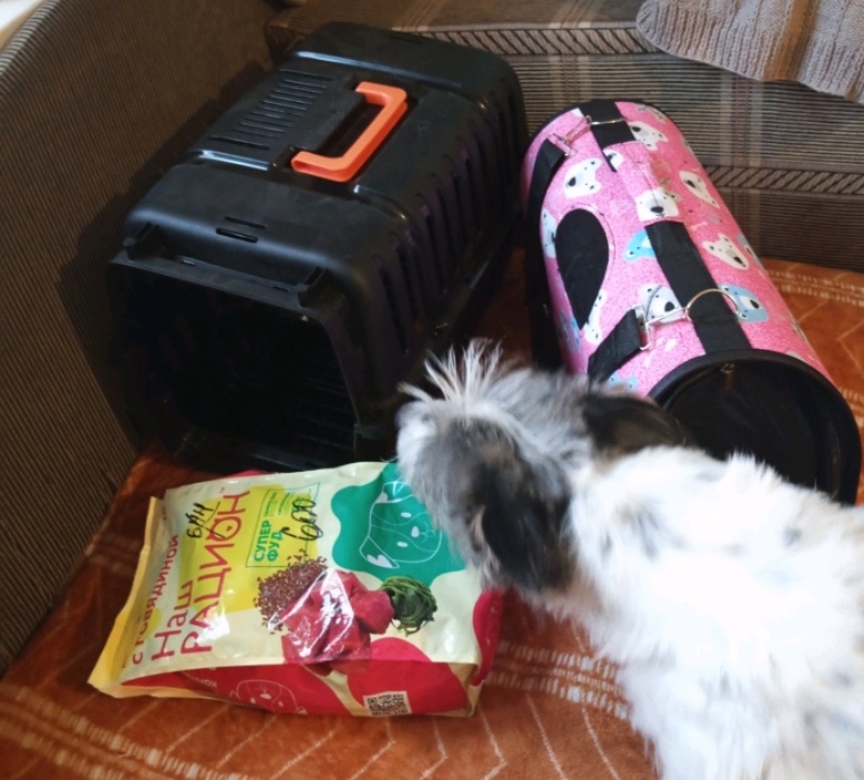Один из моих домочадцев инспектирует подарки🙂. Влажный корм забыла сразу сфотографировать. На момент съемки он оказался съеден😂. 