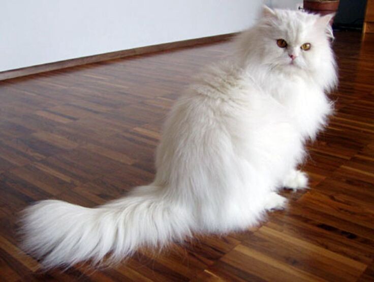 источник фото: https://i.pinimg.com/736x/61/f9/59/61f959947102aafe5980a641e8084c20.jpg