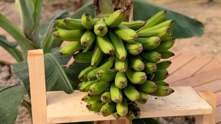 В Сочи вырастили первые бананы