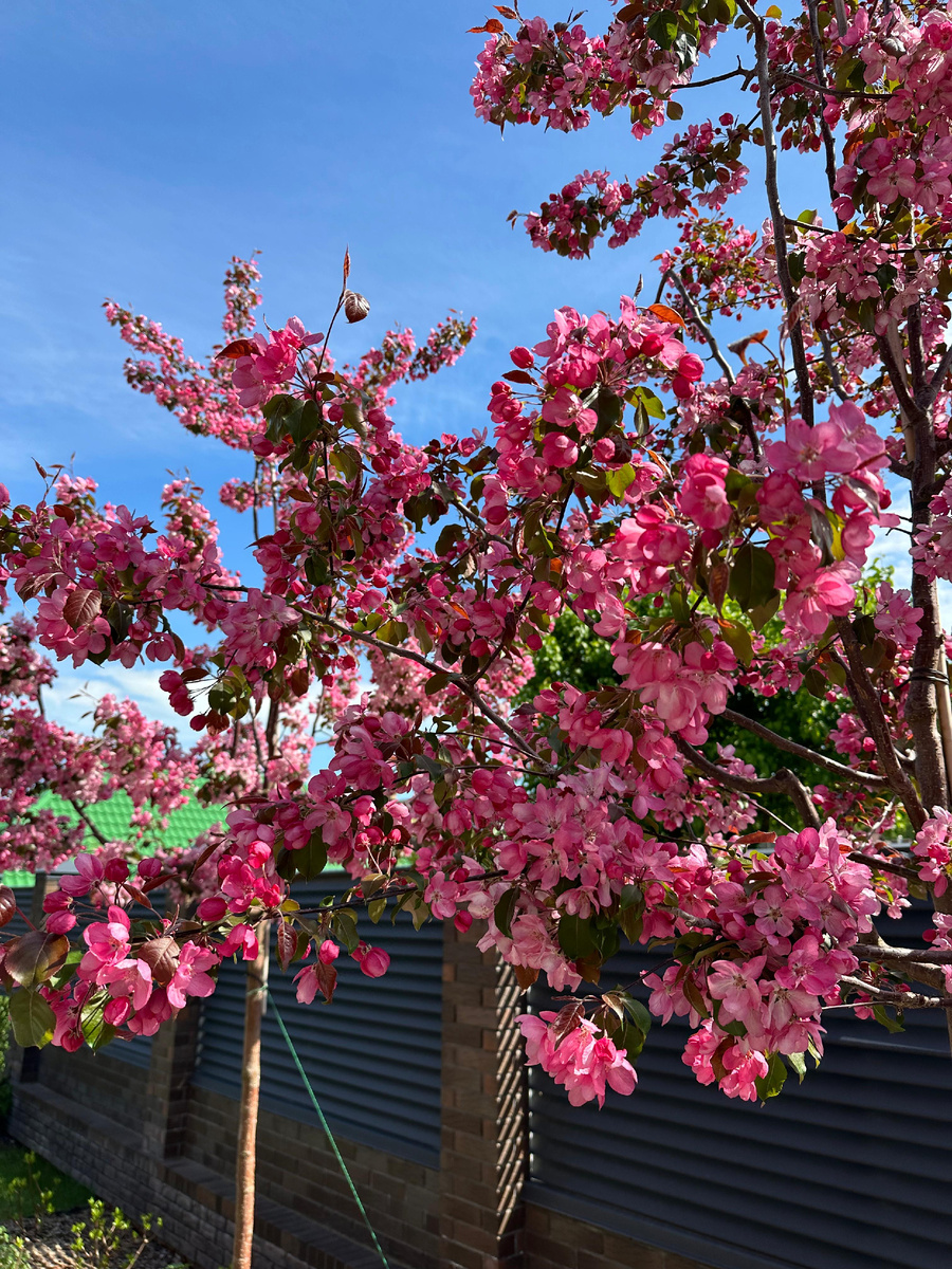 Яблоня декоративная сорт Роялти, Уфа , весна 2025 г