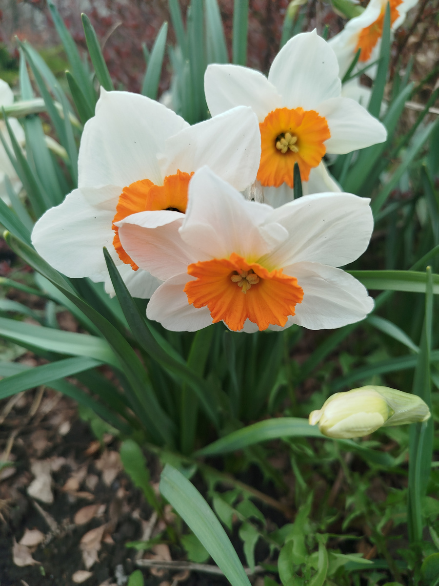 Что за сорт - не знаю, скорее всего луковицы покупала на рынке где то