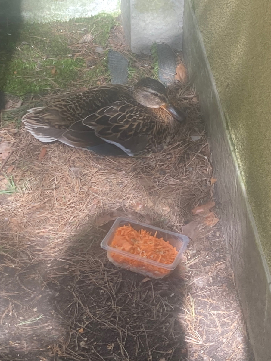 Поставила обед поближе к гнезду - крупы разные и морковь  ! Посмотрим съест ? Селезня нет ! 🤷‍♀️🙏
