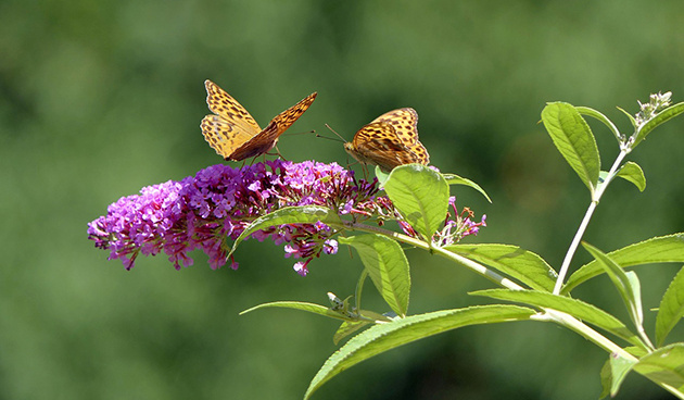    Фото: pixabay.com
