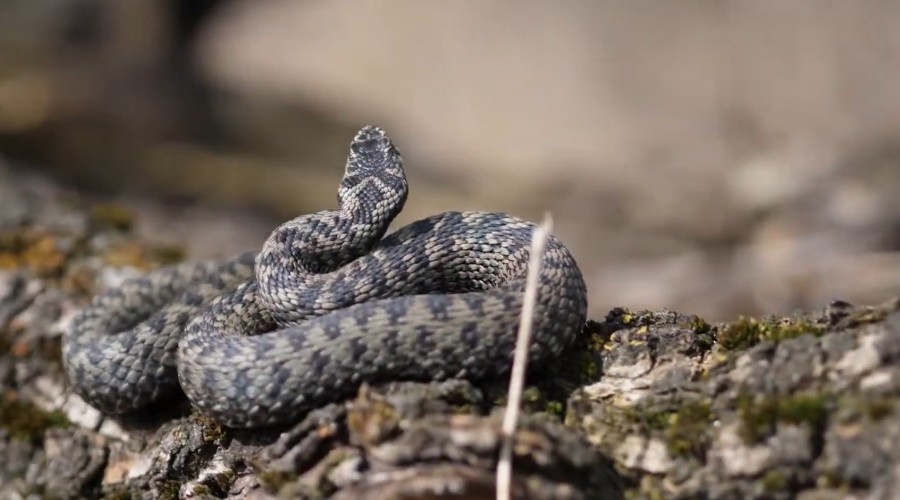 Гадюка обыкновенная. Vipera berus.
