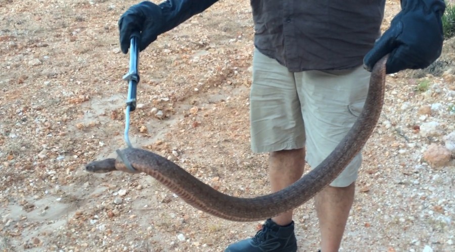 Гюрза. Macrovipera lebetina.